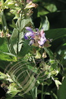 SAUGE OFFICINALE (Salvia officinalis) -  fleurs