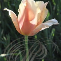 TULIPE (Tulipa sp)