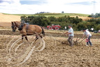 DUNES - les VIEUX PISTONS : Labourage avec un cheval postier breton