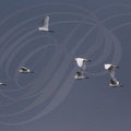 HÉRONS GARDE-BŒUFS (Bubulcus ibis) en vol