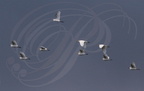 HÉRONS GARDE-BŒUFS (Bubulcus ibis) en vol