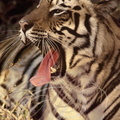 TIGRE INDIEN (Panthera tigris tigris) -  baillant