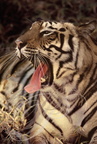 TIGRE INDIEN (Panthera tigris tigris) -  baillant