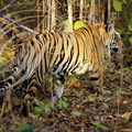 TIGRE_INDIEN_Panthera_tigris_tigris_Inde_.jpg