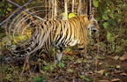 TIGRE INDIEN (Panthera tigris tigris) 