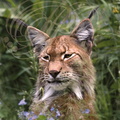 LYNX PARDELLE ou LYNX d'ESPAGNE (Lynx pardinus)