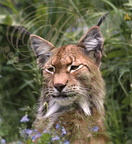 LYNX PARDELLE ou LYNX d'ESPAGNE (Lynx pardinus)