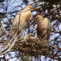 HÉRON GARDE BŒUFS (Bubulcus ibis) au nid