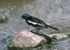 SHAMA DAYAL - Oriental Magpie Robin (Copsychus saularis) -  Réserve de Sariska (Inde)