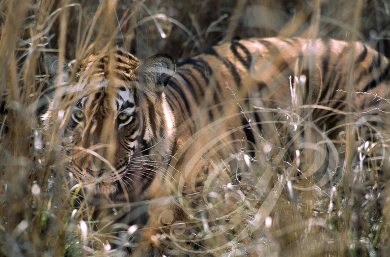 TIGRE_INDIEN_Panthera_tigris_tigris_camoufle_dans_les_herbes.jpg