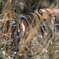 TIGRE INDIEN (Panthera tigris tigris) camouflé dans les herbes