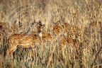 CERFS AXIS ou CHITALS (Axis axis) camouflage dans les herbes- à remarquer l'oiseau sur la tête de l'un d'eux (Parc national de Corbett - Inde)