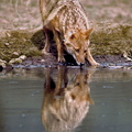 CHACAL DORÉ (Canis aureus) -  réserve de Sariska (Inde)