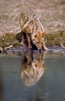 CHACAL DORÉ (Canis aureus) -  réserve de Sariska (Inde)