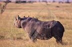 RHINOCÉROS NOIR - Black rhinoceros - Rinoceronte negro  (Diceros bicornis)