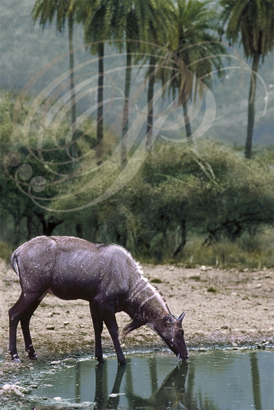 NILGAUT (Boselaphus tragocamelus) - réserve de Sariska (Inde)