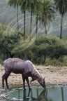 SARISKA : la réserve de faune sauvage