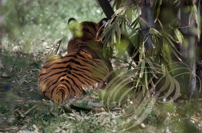 TIGRE_INDIEN_Panthera_tigris_tigris_camouflage_Inde.jpg