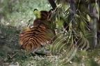TIGRE INDIEN (Panthera tigris tigris) -  camouflage (Inde)