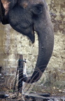 ÉLÉPHANT d'ASIE (Elephas maximus) -  parc national de Corbett (Inde)
