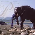 ÉLÉPHANT d'Asie (Elephas maximus) - cornac montant sur son éléphant (parc national de Corbett - Inde)