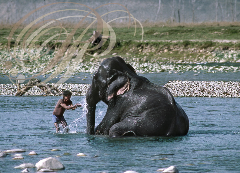 ELEPHANT_dASIE_Elephas_maximus_le_bain_dans_la-riviere_Ramganga_parc_national_de_Corbett_Inde.jpg