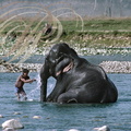 ÉLÉPHANT d'Asie (Elephas maximus) - le bain dans la rivière Ramganga (parc national de Corbett - Inde)