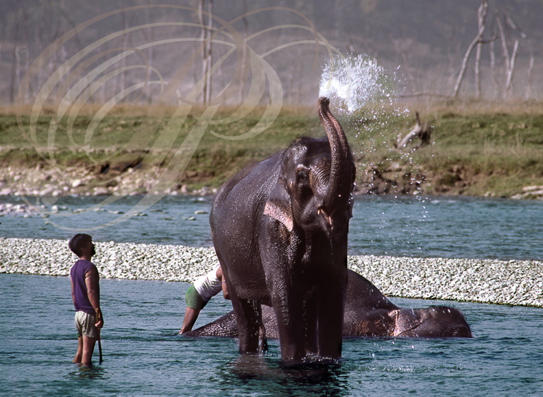 ELEPHANT_dASIE_Elephas_maximus_le_bain_dans_la-riviere_Ramganga_parc_national_de_Corbett_Inde_.jpg