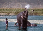 ÉLÉPHANT d'Asie (Elephas maximus) - le bain dans la rivière Ramganga (parc national de Corbett - Inde)