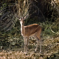 GAZELLE CHINKARA (Gazella bennetti) -  Parc national de Ranthambor (Inde)