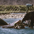 ÉLÉPHANT d'ASIE (Elephas maximus) -  le bain dans la rivière Ramganga (parc national de Corbett - Inde)