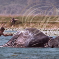ÉLÉPHANT d'ASIE (Elephas maximus) -  le bain dans la rivière Ramganga (parc national de Corbett - Inde)   