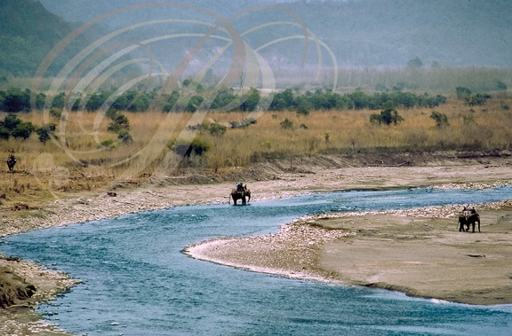 INDE (Uttarakhand) - Parc national de Corbett : vallée de la rivière Ramganga (visites à dos d'éléphant)