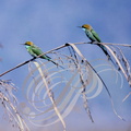 GUÉPIERS VERTS (Merops orientalis) - parc national de Corbett (Inde)