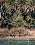CERF SAMBAR (Cervus unicolor) - combat de mâles - parc de Ranthambor (Inde)