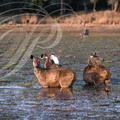 CERF SAMBAR (Cervus unicolor) -  femelles se nourrissant dans les marais - réserve de Ranthambor (Inde)