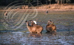 CERF SAMBAR (Cervus unicolor) -  femelles se nourrissant dans les marais - réserve de Ranthambor (Inde)