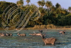 CERF SAMBAR (Cervus unicolor) - harde se nourrissant dans les marais - réserve de Ranthambor (Inde) 