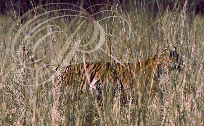 TIGRE_INDIEN_Panthera_tigris_tigris_camouflage_dans_les_hautes_herbes_parc_de_Ranthambor_Inde.jpg