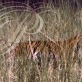 TIGRE INDIEN (Panthera tigris tigris) - camouflage dans les hautes herbes (parc de Ranthambor - Inde)