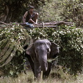 ÉLÉPHANT d'ASIE (Elephas maximus) - parc de Corbett (Inde)