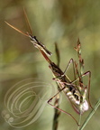 EMPUSE (Empusa pennata) -  mâle (antennes pennées) 