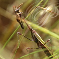 EMPUSE (Empusa pennata) - mâle nettoyant ses antennes pennées