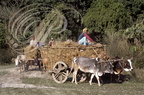 INDE Uttar Pradesh environs de Dudwa attelage de zebus