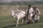 INDE (Uttar Pradesh) - ZÉBU (bos taurus indicus) utilisé pour tirer une tondeuse à gazon