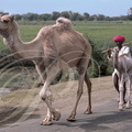 INDE_Rajasthan_nomade_et_ses_dromadaires.jpg