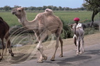 INDE (Rajasthan) - nomade et ses dromadaires