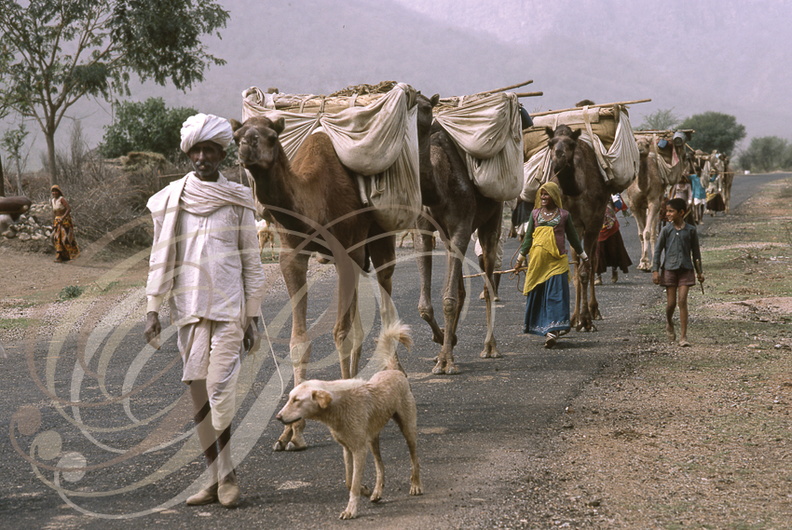 INDE (Rajasthan) - nomades et leurs dromadaires