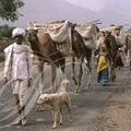 INDE (Rajasthan) - nomades et leurs dromadaires