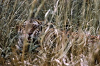 TIGRE INDIEN (Panthera tigris tigris) camouflé dans les herbes 
